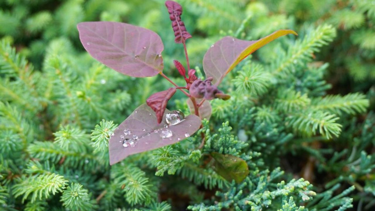 High Nitrogen Fertilizer For Trees Near Me Albuquerque