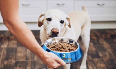 Custom Dog Bowls