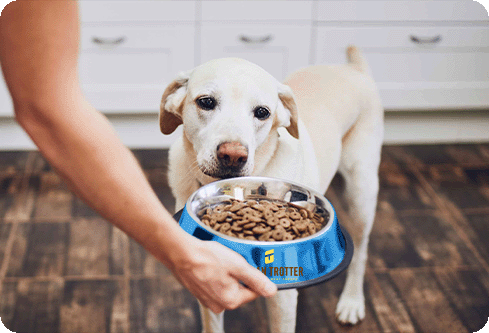 Custom Dog Bowls