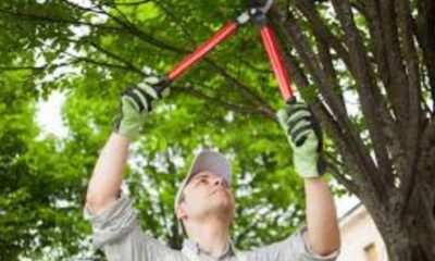 How Seasonal Tree Pruning Can Improve Growth & Prevent Damage