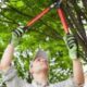 How Seasonal Tree Pruning Can Improve Growth & Prevent Damage