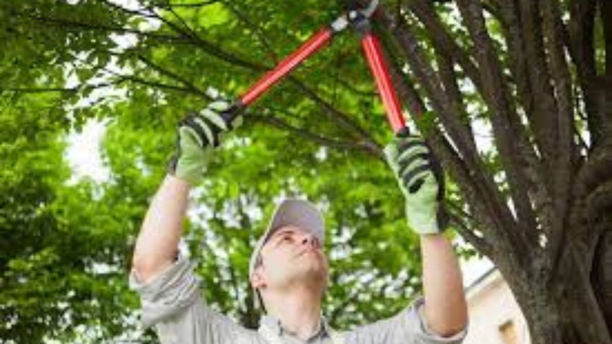 How Seasonal Tree Pruning Can Improve Growth & Prevent Damage