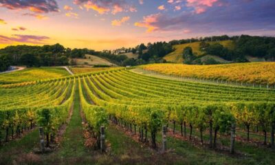 What Types of Insurance Coverage Do Wineries and Vineyards Need to Protect Their Business?