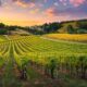 What Types of Insurance Coverage Do Wineries and Vineyards Need to Protect Their Business?