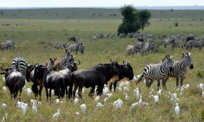 Diverse Wildlife and Ecology of the Serengeti