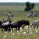 Diverse Wildlife and Ecology of the Serengeti