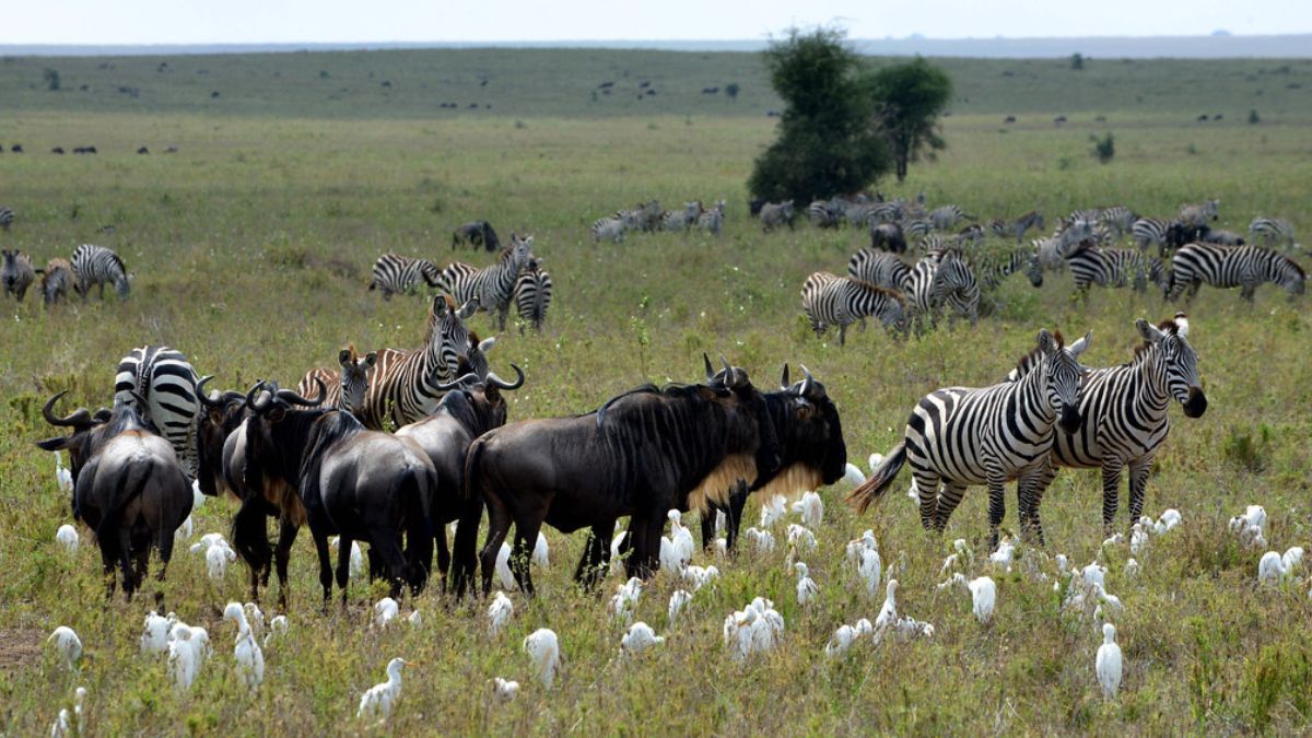 Diverse Wildlife and Ecology of the Serengeti