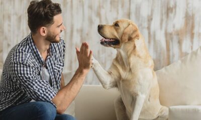 The Rise of Dog-Friendly Businesses: How They're Changing Communities