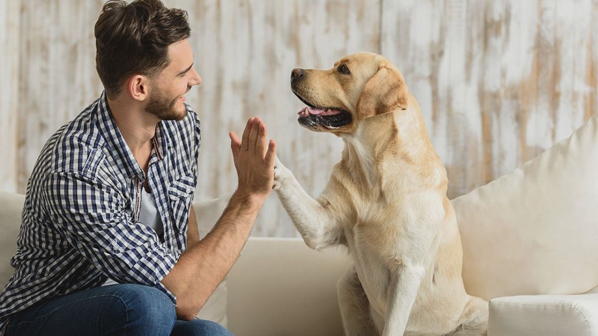 The Rise of Dog-Friendly Businesses: How They're Changing Communities