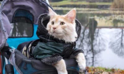 Are Cat Strollers a Good Idea?