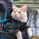 Are Cat Strollers a Good Idea?