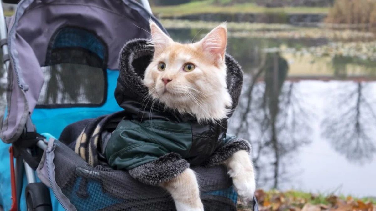 Are Cat Strollers a Good Idea?