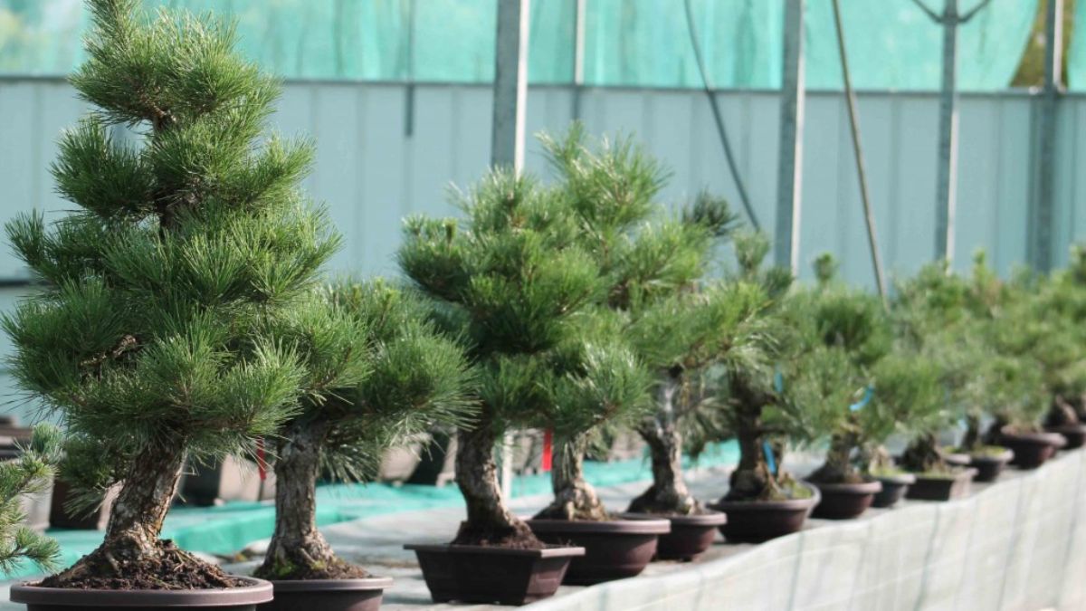 The Art and Science of Bonsai: Cultivating Your Japanese Black Pine